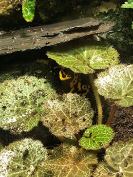 サンシャイン水族館に投稿された画像（2024/2/12）