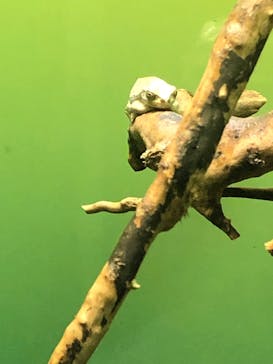 サンシャイン水族館に投稿された画像（2024/2/12）