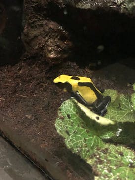 サンシャイン水族館に投稿された画像（2024/2/12）