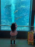 下田海中水族館に投稿された画像（2024/2/13）