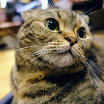 猫カフェモカ　新宿店に投稿された画像（2024/2/12）