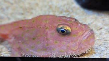 サンシャイン水族館に投稿された画像（2024/2/12）