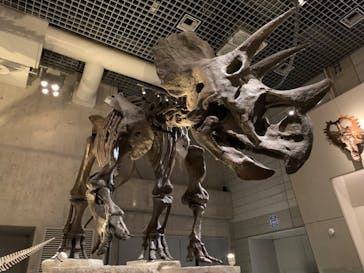 国立科学博物館に投稿された画像（2024/2/12）