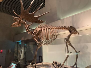 国立科学博物館に投稿された画像（2024/2/12）