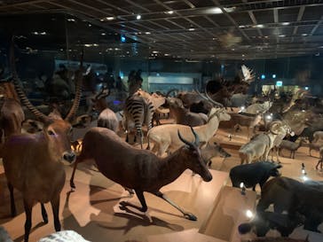 国立科学博物館に投稿された画像（2024/2/12）