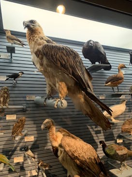 国立科学博物館に投稿された画像（2024/2/12）