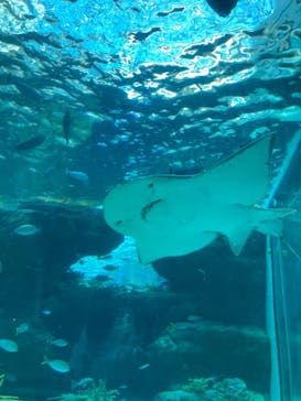 名古屋港水族館に投稿された画像（2024/2/13）
