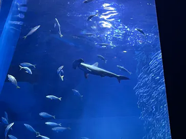 横浜・八景島シーパラダイスに投稿された画像（2024/2/13）