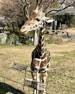 天王寺動物園に投稿された画像（2024/2/13）