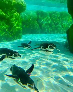 天王寺動物園に投稿された画像（2024/2/13）