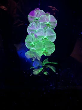 世界らん展2024-花と緑の祭典-に投稿された画像（2024/2/13）