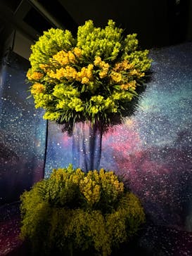 世界らん展2026-花と緑の祭典-に投稿された画像（2024/2/13）