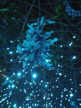 美らヤシパークオキナワ・東南植物楽園に投稿された画像（2024/2/13）