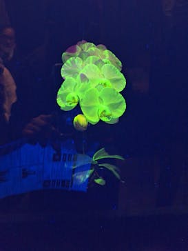 世界らん展2026-花と緑の祭典-に投稿された画像（2024/2/13）