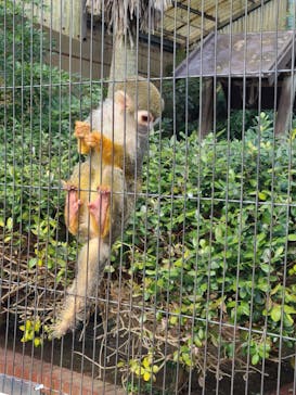 淡路ファームパーク イングランドの丘に投稿された画像（2024/2/13）