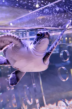 すみだ水族館に投稿された画像（2024/2/13）