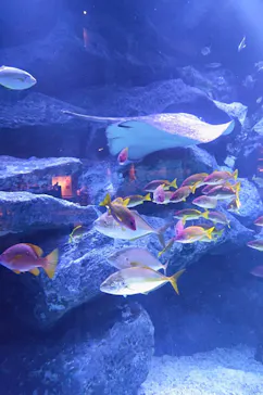 すみだ水族館に投稿された画像（2024/2/13）