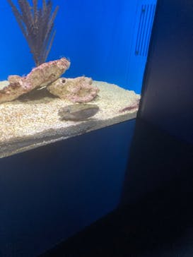 サンシャイン水族館に投稿された画像（2024/2/13）