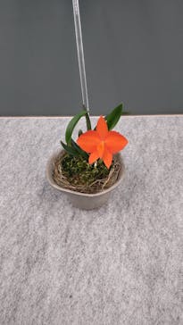 世界らん展2026-花と緑の祭典-に投稿された画像（2024/2/13）