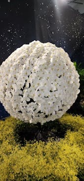 世界らん展2026-花と緑の祭典-に投稿された画像（2024/2/13）