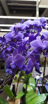 世界らん展2026-花と緑の祭典-に投稿された画像（2024/2/13）