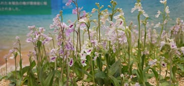 世界らん展2026-花と緑の祭典-に投稿された画像（2024/2/13）