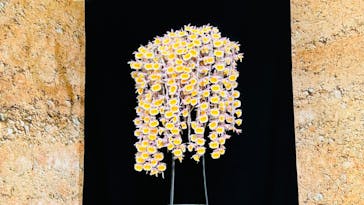 世界らん展2026-花と緑の祭典-に投稿された画像（2024/2/13）