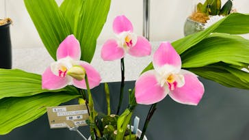 世界らん展2026-花と緑の祭典-に投稿された画像（2024/2/13）