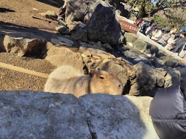 伊豆シャボテン動物公園に投稿された画像（2024/2/13）
