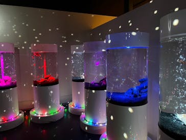 NARA KINGYO MUSEUMに投稿された画像（2024/2/13）