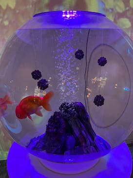 NARA KINGYO MUSEUMに投稿された画像（2024/2/13）