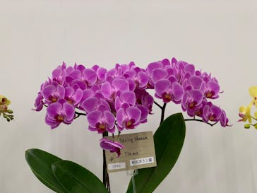 世界らん展2026-花と緑の祭典-に投稿された画像（2024/2/13）