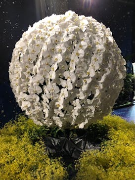 世界らん展2026-花と緑の祭典-に投稿された画像（2024/2/13）