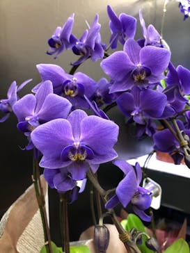 世界らん展2026-花と緑の祭典-に投稿された画像（2024/2/13）