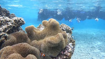 宮古島 ADVENTURE PiPi（ミヤコジマ アドベンチャー ピピ）に投稿された画像（2024/2/13）