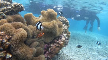 宮古島 ADVENTURE PiPi（ミヤコジマ アドベンチャー ピピ）に投稿された画像（2024/2/13）