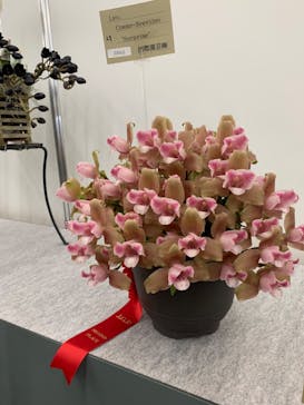 世界らん展2026-花と緑の祭典-に投稿された画像（2024/2/13）