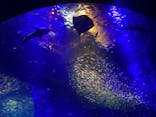 アクアワールド茨城県大洗水族館に投稿された画像（2024/2/13）