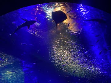 アクアワールド茨城県大洗水族館に投稿された画像（2024/2/13）