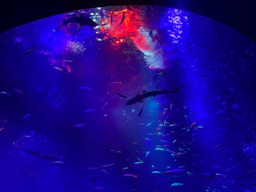 アクアワールド茨城県大洗水族館に投稿された画像（2024/2/13）