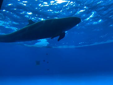 アクアワールド茨城県大洗水族館に投稿された画像（2024/2/13）