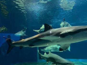 アクアワールド茨城県大洗水族館に投稿された画像（2024/2/13）