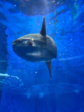 アクアワールド茨城県大洗水族館に投稿された画像（2024/2/13）