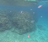 石垣島 ADVENTURE PiPi（イシガキジマアドベンチャーピピ）に投稿された画像（2024/2/13）