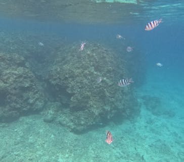 石垣島 ADVENTURE PiPi（イシガキジマアドベンチャーピピ）に投稿された画像（2024/2/13）