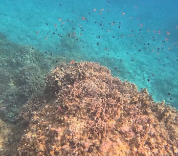 石垣島 ADVENTURE PiPi（イシガキジマアドベンチャーピピ）に投稿された画像（2024/2/13）