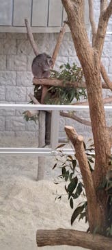 淡路ファームパーク イングランドの丘に投稿された画像（2024/2/13）