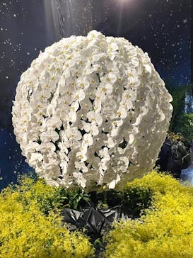 世界らん展2026-花と緑の祭典-に投稿された画像（2024/2/13）