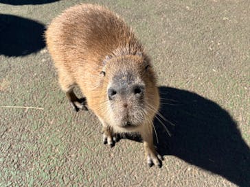 伊豆シャボテン動物公園に投稿された画像（2024/2/13）