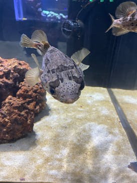 DMMかりゆし水族館に投稿された画像（2024/2/13）